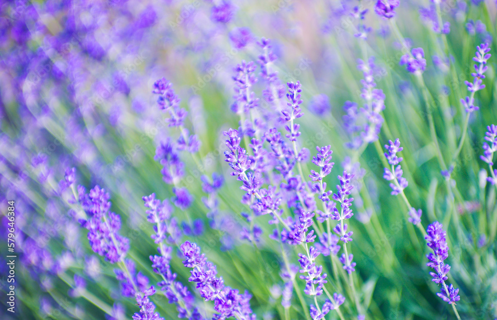 Selective focus on the lavender flower in the flower garden - lavender flowers lit by sunlight.