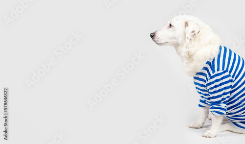 Принти на полотні Portrait of a dog in a sailor suit on a light-coloured background
