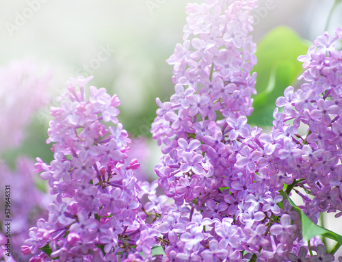 Lilac blossoming branches, Selective focus © photolink