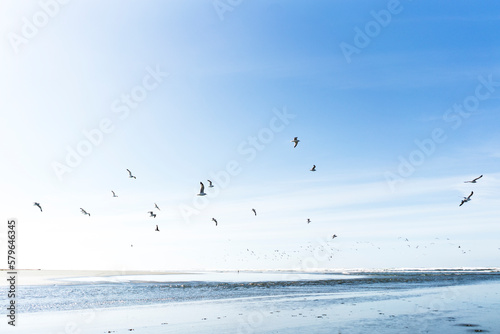 Sea Gulls fly on the beach