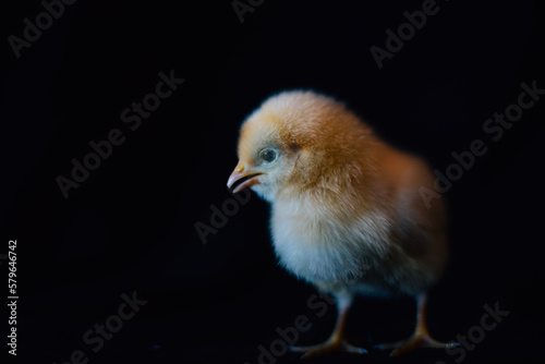 Baby chick on black background photo