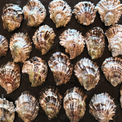 Fresh East Coast Oysters on Marble Surface