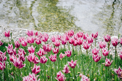 Colorful flower garden as floral concept background