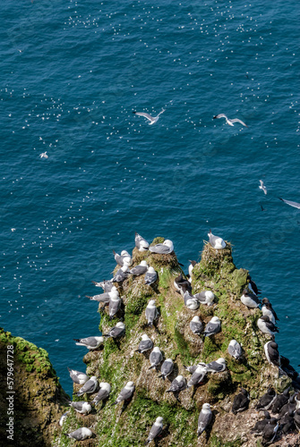 Red-legged Kittiwake (Rissa brevirostris) at colony in St. George Island, Pribilof Islands, Alaska, USA photo