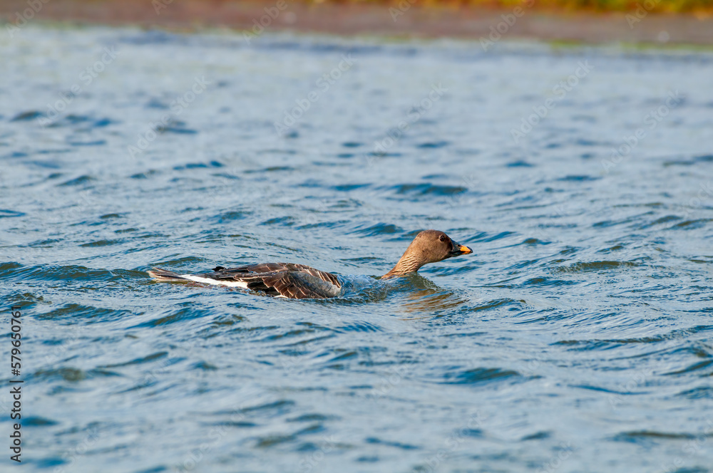 Molting Bean Goose (Anser fabalis) in Barents Sea coastal area Molting Bean Goose (Anser fabalis) in Barents Sea coastal area