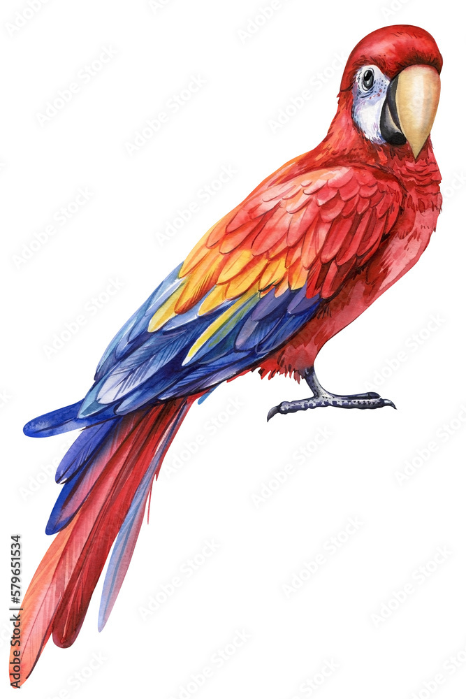 Watercolor colored bird. Parrot, red macaw. White isolated background, hand drawing. Tropical bird