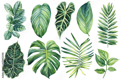Palm leaves, watercolor botanical painting. Jungle illustrations, floral elements. monstera leaf. Tropical leaves set