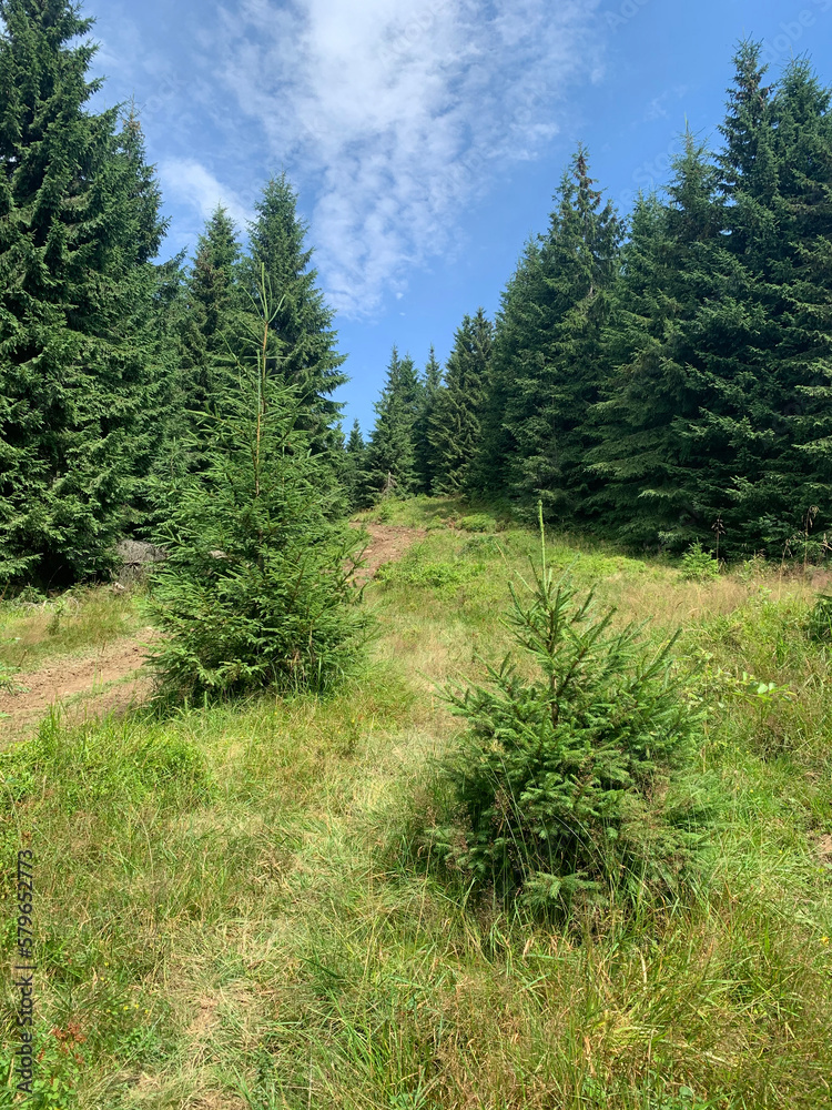 Fototapeta premium footpath in the mountains