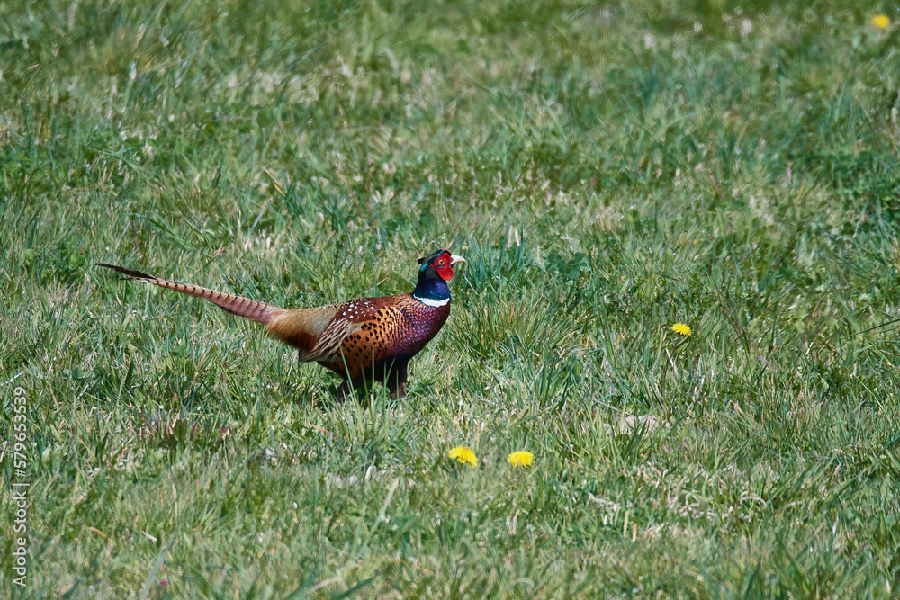 Fototapeta premium Jagdfasan im Frühjahr während der Balz 