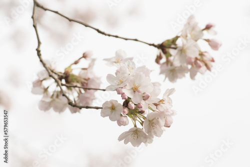 Wallpaper Mural white cherry tree blossom flowers and buds on branch in early sping Torontodigital.ca
