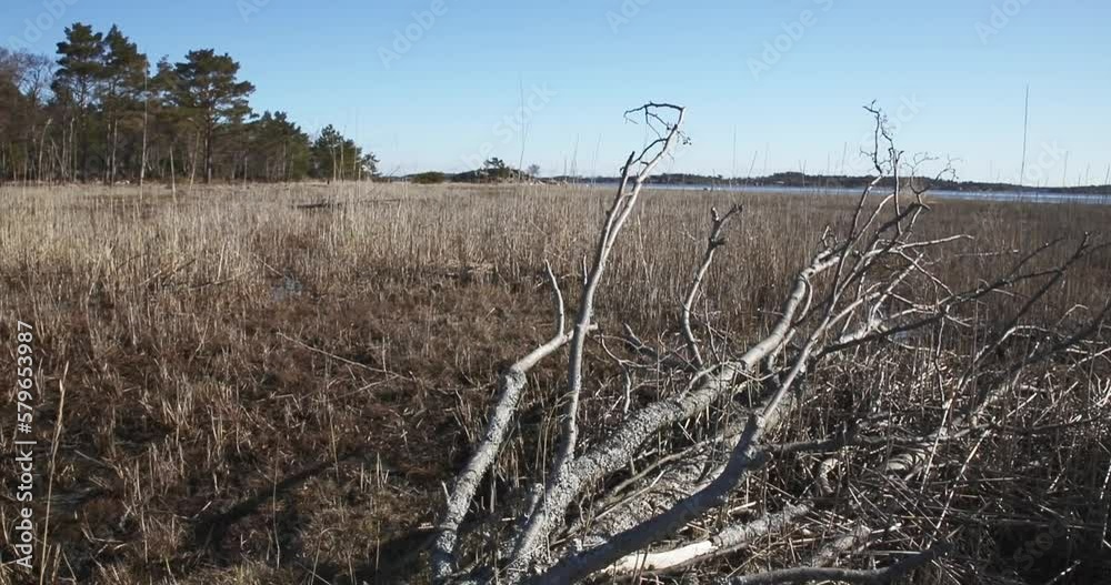 Fallen dried up tree on seashore on the island of Örö in spring, Archipelago National Park, Finland. Fallen dried up tree on seashore on the island of Örö in spring, Archipelago National Park, Finland.