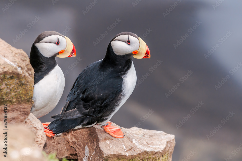 Naklejka premium Horned Puffins (Fratercula corniculata) at St. George Island, Pribilof Islands, Alaska, USA