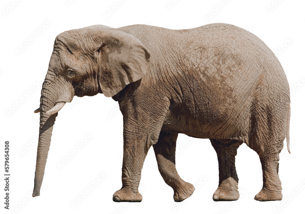 Fototapeta premium Elephant isolated on transparent background