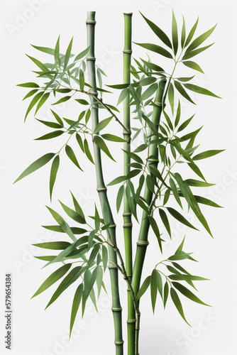 Isolated Bamboo Plant on White Background  A Symbol of Purity  Strength  and Flexibility