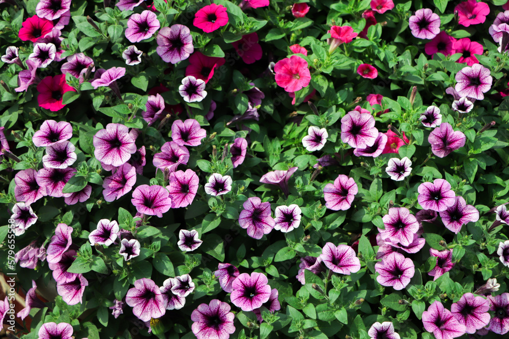 Petunia plant with lilac flowers, Petunia exserta Petunia plant with lilac flowers, Petunia exserta