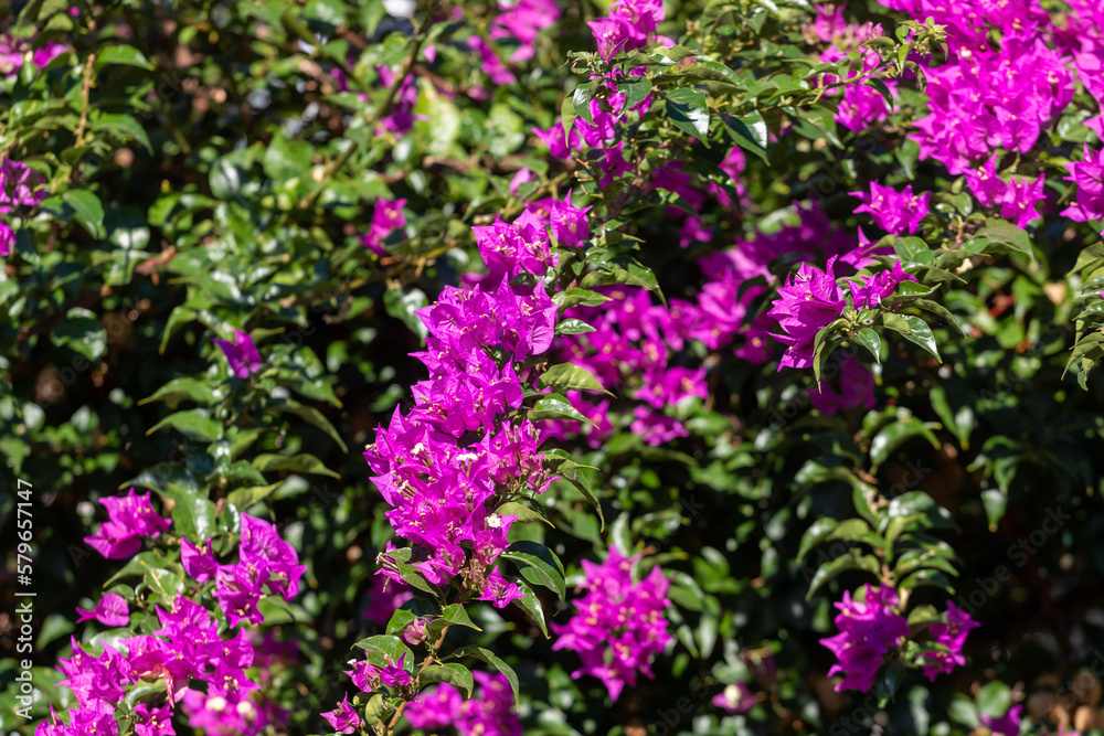 Beautiful flowers on a branch in the park, Alanya