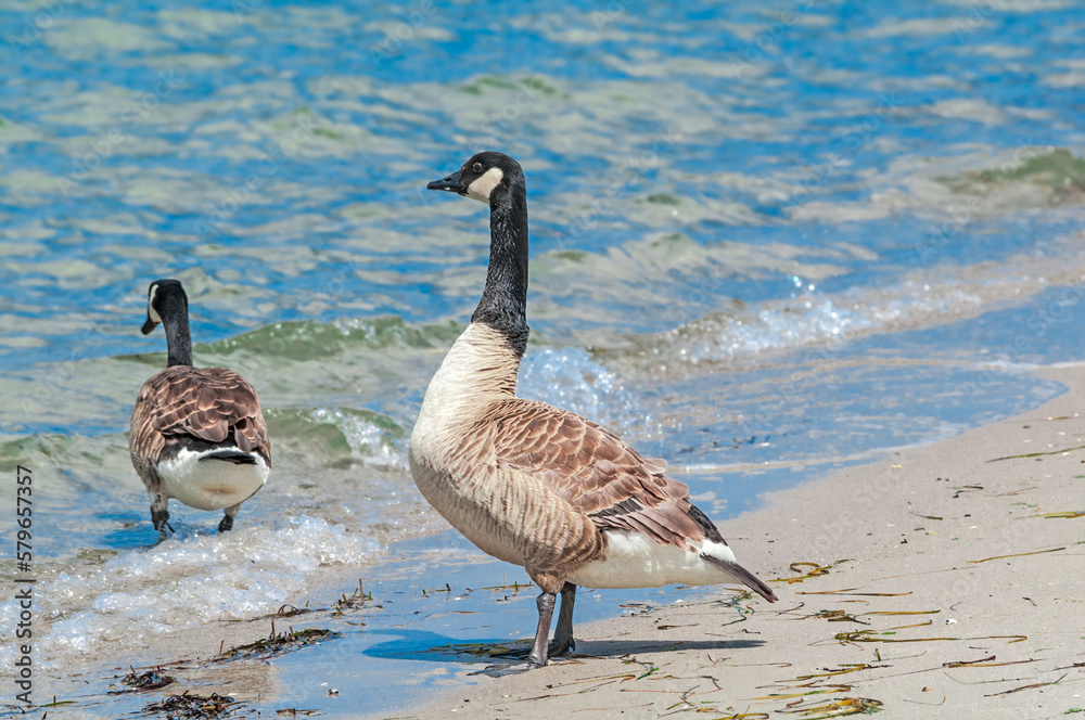 Molting Canada Geese (Branta canadensis) on the shore of the Baltic Sea, Laboe, Schleswig-Holstein, Germany Molting Canada Geese (Branta canadensis) on the shore of the Baltic Sea, Laboe, Schleswig-Holstein, Germany