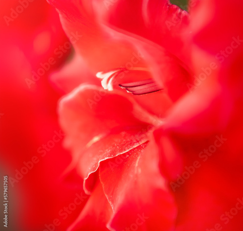 Beautiful gladiolus flower  close-up  red color. Great depth of field  selective focus  open aperture. Flower concept. Happy gardening.
