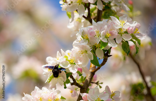 Blue bumblebee on a blossoming sakura tree. Beautiful spring landscape of wild nature.