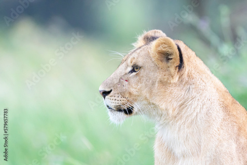 Lion cub  Panthera leo  portrait  sideview  Masai mara national reserve  Kenya.