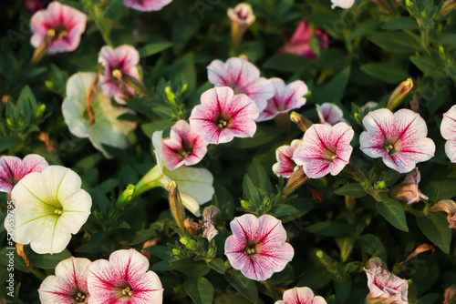 A petunia plant with flowers