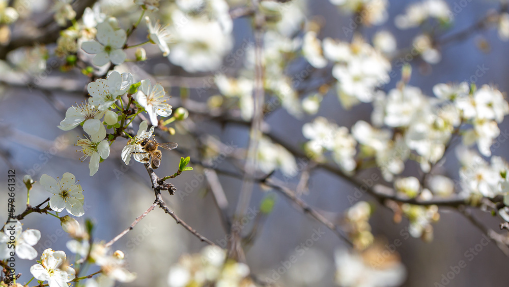 Bee on a flower of the white cherry blossoms. White flowers bloom in the trees. Spring landscape with blooming sakura tree. Beautiful blooming garden on a sunny day. Copy space for text. Bee on a flower of the white cherry blossoms. White flowers bloom in the trees. Spring landscape with blooming sakura tree. Beautiful blooming garden on a sunny day. Copy space for text.
