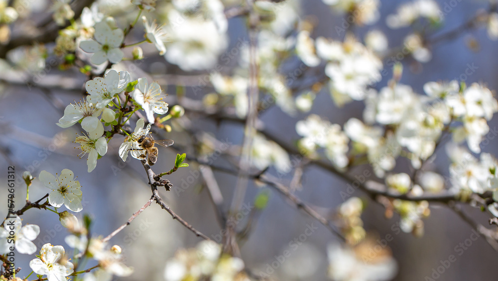 Bee on a flower of the white cherry blossoms. White flowers bloom in the trees. Spring landscape with blooming sakura tree. Beautiful blooming garden on a sunny day. Copy space for text.