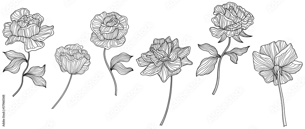 Rose flowers and leaves  isolated on white. Hand drawn line abstract  illustration.