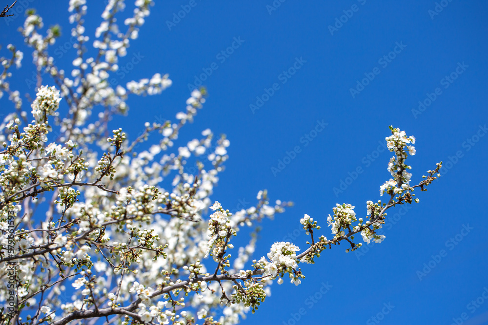 White flowers bloom in the trees. Spring landscape with blooming sakura tree. Beautiful blooming garden on a sunny day. Copy space for text.