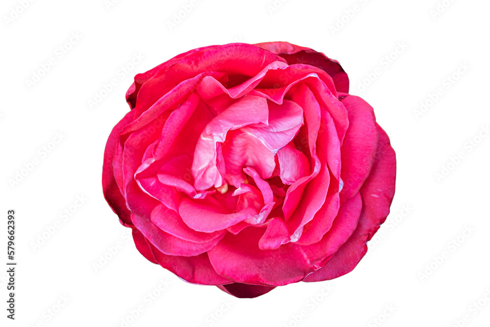 beautiful open pink rose blossom isolated on white background beautiful open pink rose blossom isolated on white background
