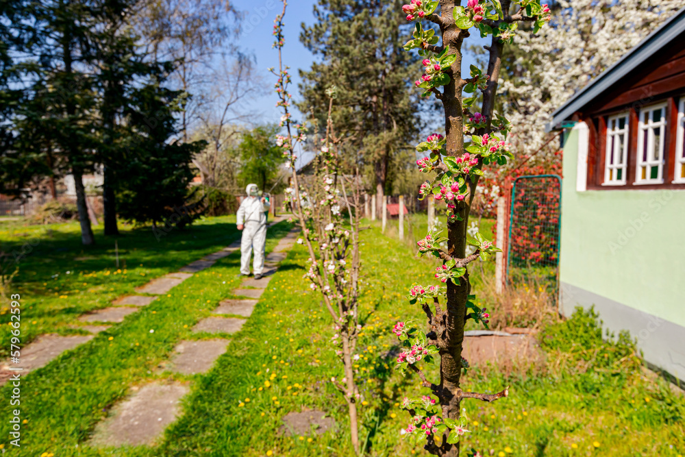 Twigs of fruit bloom tree with fresh buds at orchard, in background gardener wears protective overall and sprinkles branches