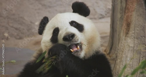 A cute giant panda eating bamboo.