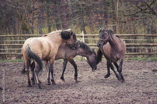 Konik Polski photo