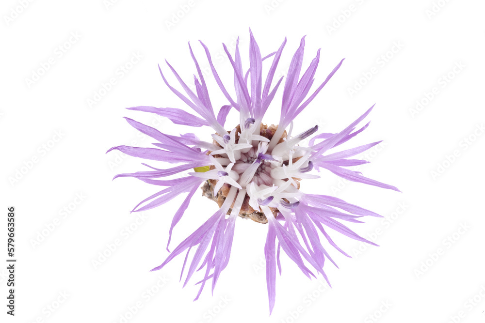 Purple wild flower head isolated on white background