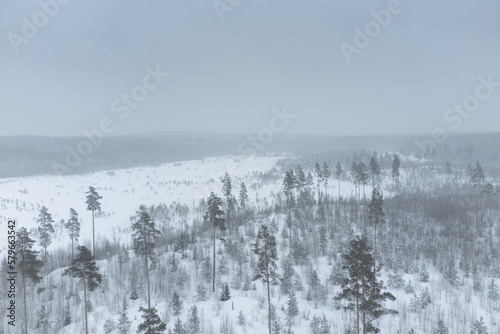Aerial view. Snow covered wilderness. Emerging young forest