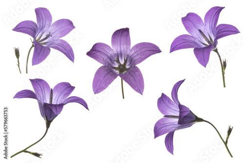 Set of purple bell flower isolated on white, campanula patula photo