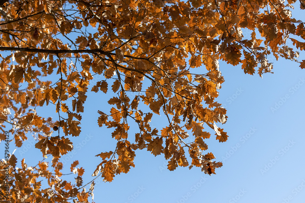 feuilles mortes sur un arbre, sous un ciel bleu feuilles mortes sur un arbre, sous un ciel bleu