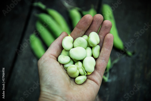 freshly picked green ripe fava beans