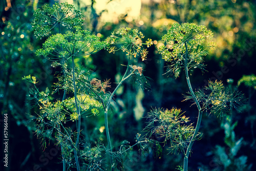 background with dill umbrella closeup. Garden plant