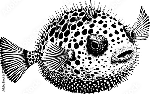 Fugu fish, vector sketch drawing. Japanese puffer fish