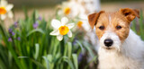 Happy cute dog listening in the garden with daffodil flowers. Spring forward, easter banner. Dog in the nature.