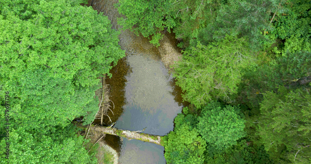 Aerial shot of green forest and creek. Defocused soft blurred background. The Migration of Salmon in Alaska, USA, 2017