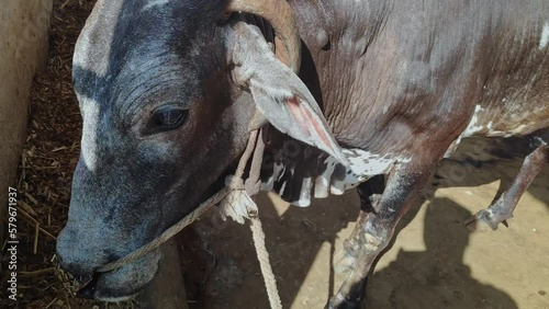 A closeup of the face of the cow inside the barn or cowshed photo