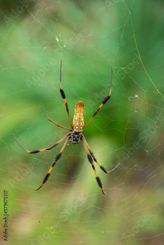 Close up view of a female golden silk orb-weaver spider in the center of a web in Barataria Preserve, South of New Orleans, Louisiana, USA