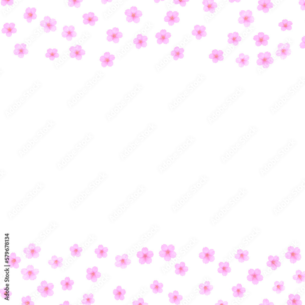pink cherry flowers on transparent background