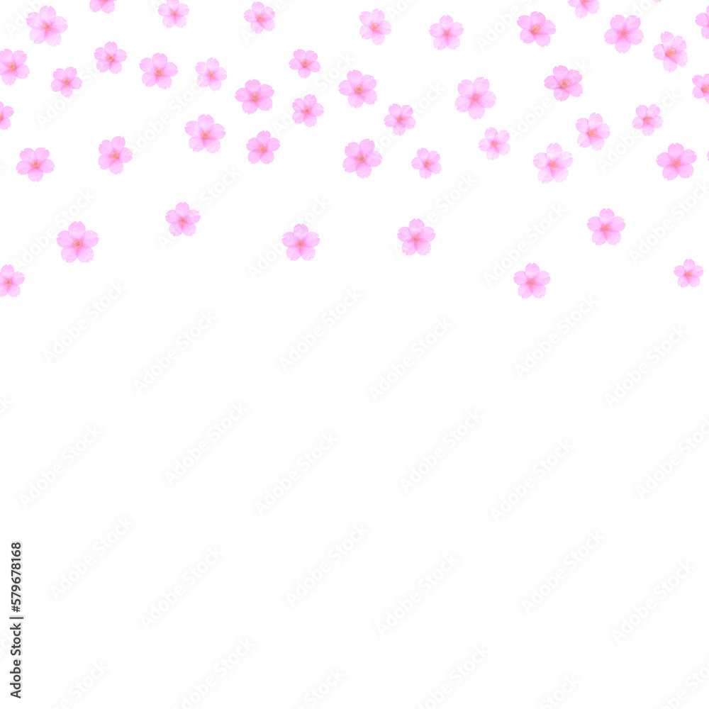 pink cherry flowers on transparent background