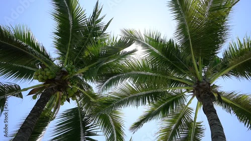 Wallpaper Mural leaf of coconut trees flutter slow motion on blue sky, beautiful natural background Torontodigital.ca