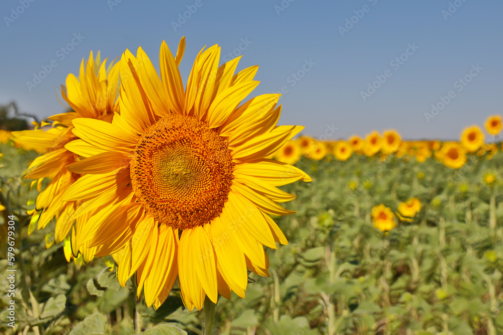 blühendes Sonnenblumenfeld