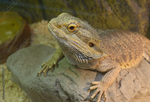 Lizard agama or central bearded dragon  Pogona vitticeps  sitting on a stone in a terrarium