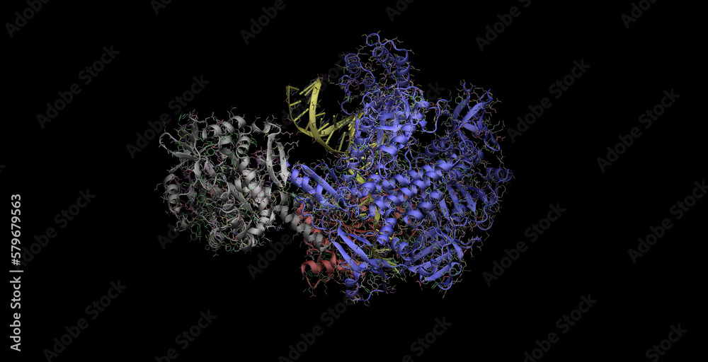 Monkeypox virus (MPox) DNA polymerase, 3D molecule in 4K 